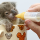 Illustration for article titled And now, a baby koala sitting in a tea cup